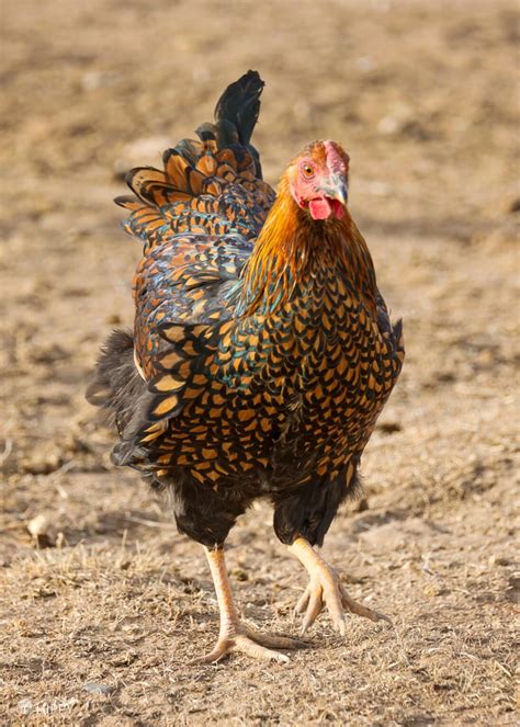 The Wyandotte Chicken Breed Everything You Need To Know The