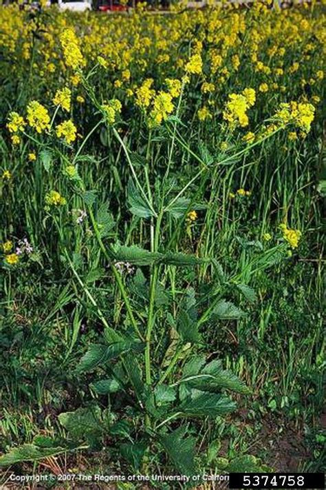 Wild Mustard Sinapis Arvensis Capparales Brassicaceae 5374758