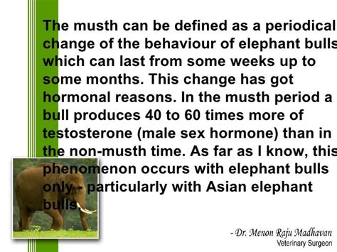 Musth In Elephants