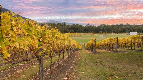 Best Wineries Close To Melbourne Shadowfax Wines Oakridge Point Leo