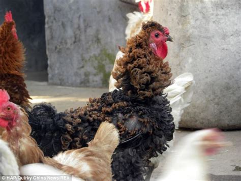 The Chinese Chicken That Looks Like It Has Had A Perm Daily Mail Online