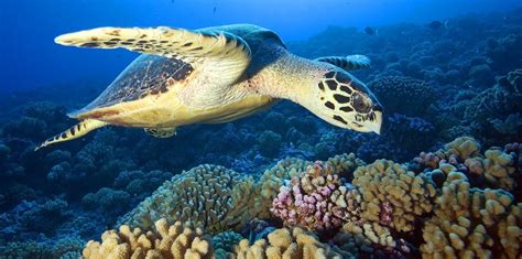 Their hawksbill name refers to their heads tapering to a point in the form of a bird's beak. Sea Turtle | Wild For Life