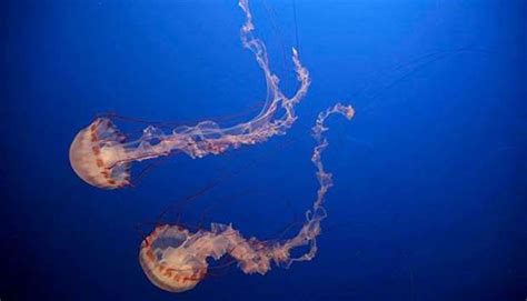 Aussie Scientists Find Antidote For Deadly Box Jellyfish Sting Gulf Times