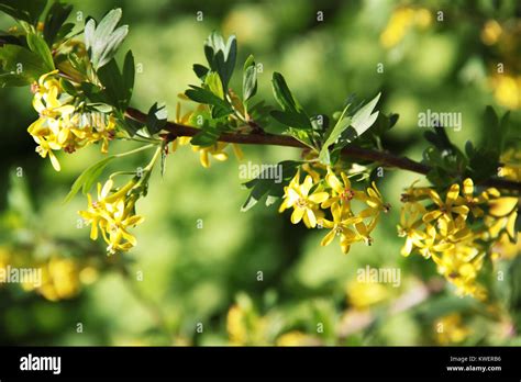 Yellow Barberry Blossom Stock Photo Alamy
