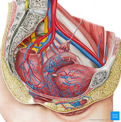 The internal iliac artery is a branch of the common iliac artery. Iliac artery - Branches and Clinical points | Kenhub