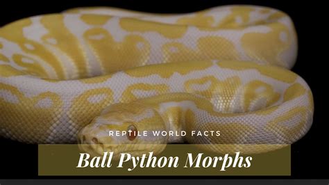 10 Beautiful Ball Python Python Regius Morphs