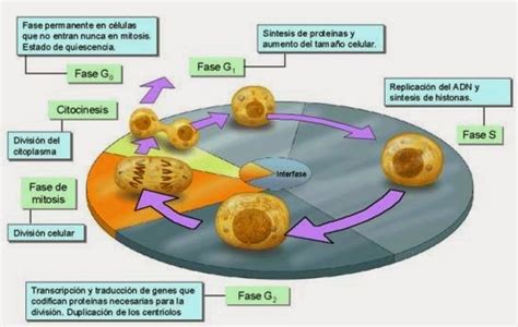 La Clase De Biología El Ciclo Celular Y Sus Alteraciones