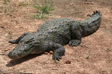 West African Crocodile Wikiwand