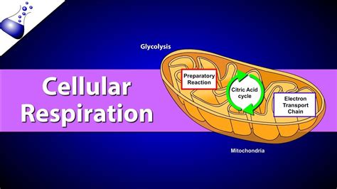 7 1 life is cellular answer key bing, chapter 7 active reading worksheets cellular respiration, miller levine biology worksheets amp teaching. Cellular Respiration In Plants & Animals: Process ...