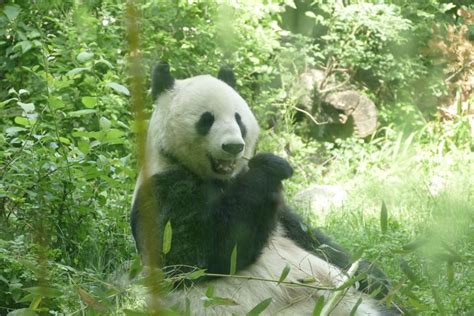 Besuch Im Tiergarten Schönbrunn Tagebuch Eines Pandas