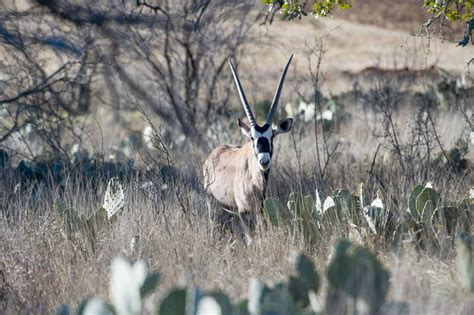 Exotic Safari Big Time Texas Hunts Tpwd