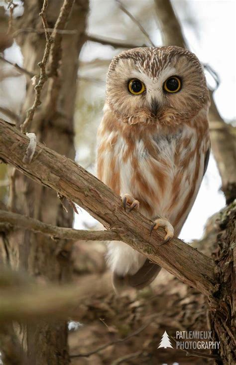 Northern Saw Whet Owl Braddock Bay Owl Pet Saw Whet Owl Beautiful Owl