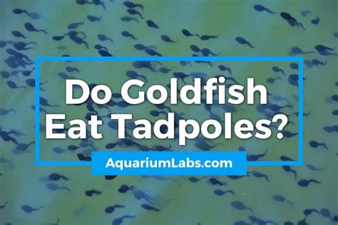 Do Goldfish Eat Tadpoles And Frogspawn Facts And More