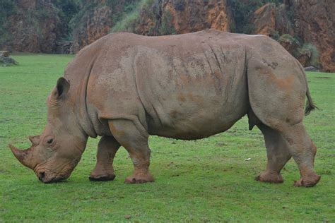 Free Images Wildlife Zoo Africa Mammal Fauna Rhino Rhinoceros