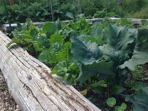 Vegetable roots can grow unimpeded. Best Vegetables to Grow in Raised Beds | Family Food Garden
