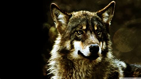 Wolf Full Hd Fond Décran And Arrière Plan 2560x1440 Id504275