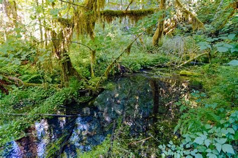 The Hoh Rainforest Olympic National Park Wa — Road It Up