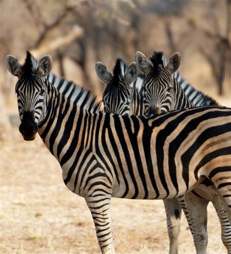 Plains Zebra Wildlife South Africa Classifieds