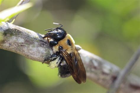 Everything You Need To Know About The Carpenter Bee
