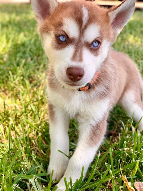 Best Ideas For Coloring Alaskan Husky Pictures