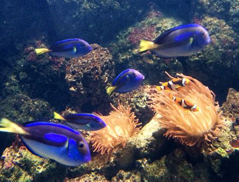 Sea Life London Aquarium Visitor Information And Review
