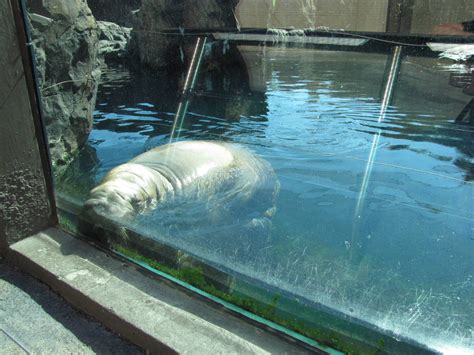 New York Aquarium 2010 Pacific Walrus Zoochat