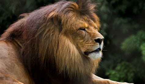 African Lions Information Habitat And Facts