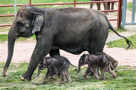See Adorable Extremely Rare Twin Elephants Born At Syracuse Zoo