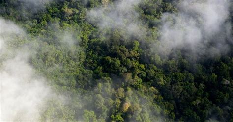 ‘nightmare Scenario Amazon Rainforest Now Releasing More Co2 Than It