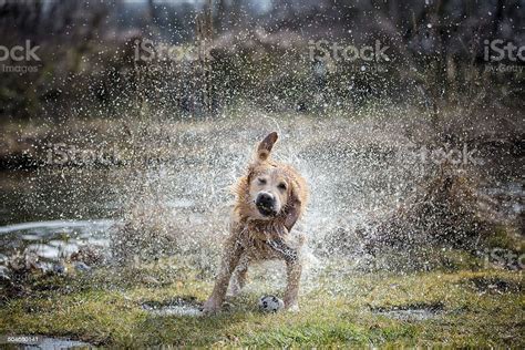 Golden Retriever Shaking Off Water In Lawn Stock Photo Download Image