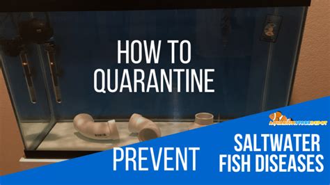 How To Quarantine Fish Methods And How Tos Complete Guide