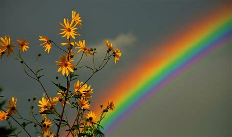 Flowers Rainbow Nature In 2020 Aesthetic Desktop