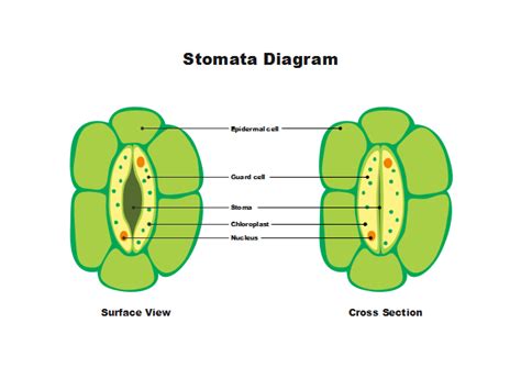 What Are Stomata Draw A Labelled Diagram Of Stomata