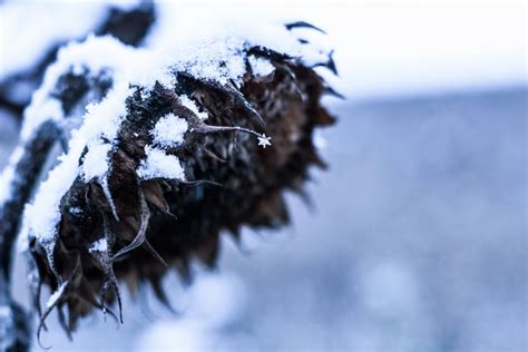Free Images Tree Branch Snow Winter Leaf Frost Ice Weather