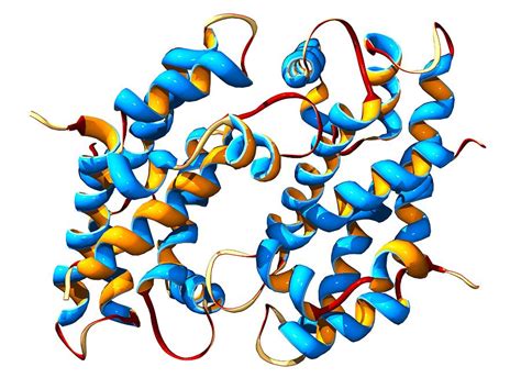 Calprotectin Protein Molecule Photograph By Dr Mark J Winter Pixels