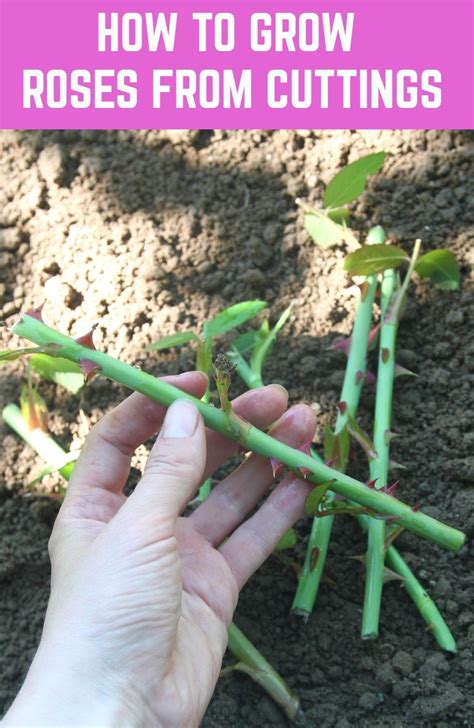 How To Grow Roses From Cuttings Rose Cuttings Rose Plant Care