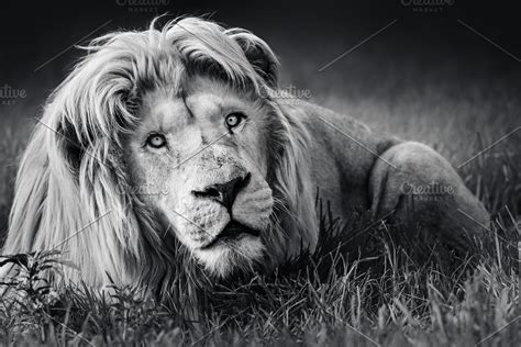 Portrait Of The King Of Beasts Containing Big Five Animals Big Five