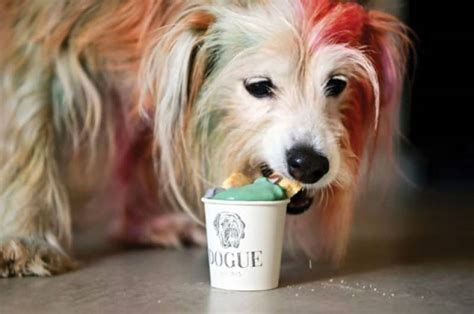 Haute Dog Cuisine Us Restaurant Caters To Canine Gourmets