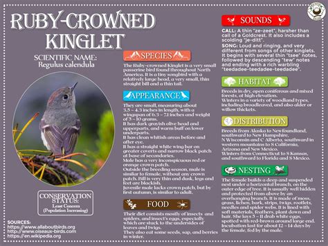 The Ruby Crowned Kinglet Is A Tiny Songbird Found Throughout North