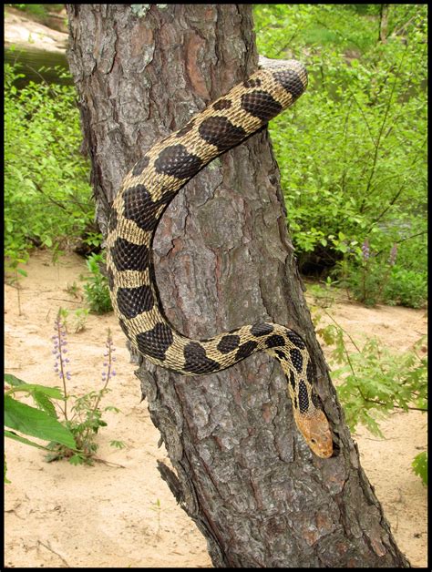 Filewestern Fox Snake Elaphe Vulpina In Eau Claire County Wisconsin