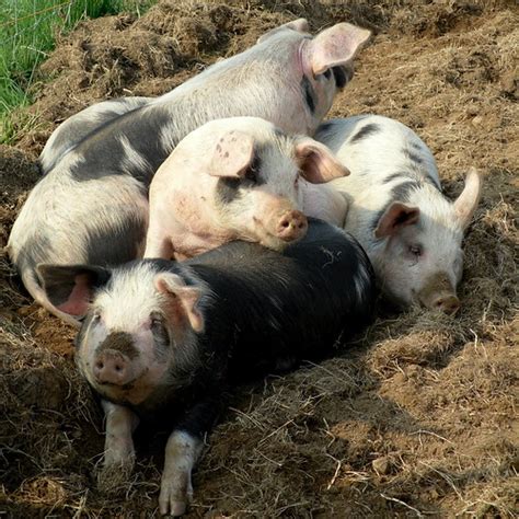 Pig Pile Karen Flickr