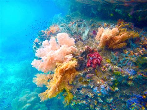 Cruise Ship Smashes Into One Of The Worlds Most Beautiful Coral Reefs