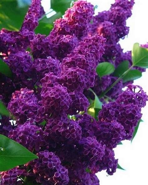 25 Dark Purple Lilac Seeds Tree Fragrant Hardy Perennial Etsy Lilac