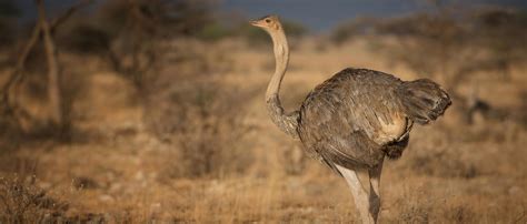 Ostrich African Wildlife Foundation In 2020 African Wildlife