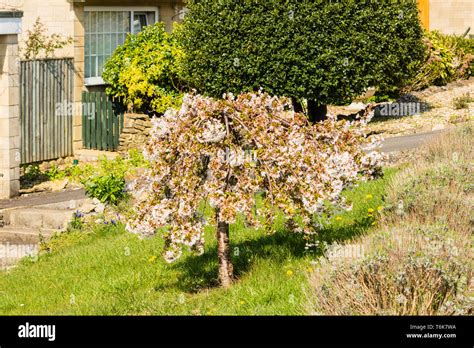 A Dwarf Weeping Cherry Tree With White Blossom In The Centre Of A Front