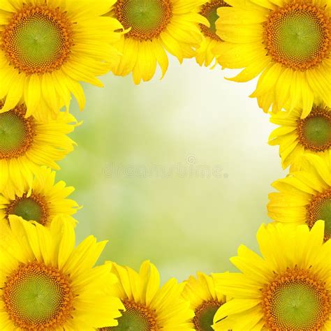Sunflower Beautiful Yellow Background Stock Photo Image Of Flora