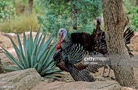 Merriam Wild Turkey Photos And Premium High Res Pictures Getty Images