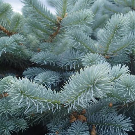 Blue Wonder Spruce Dwarf Blue Spruce — Plantingtree