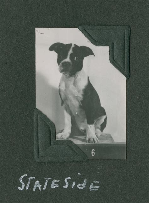 Num 1995326027 Portrait Of Uss Searavens Ss 196 Dog M Flickr