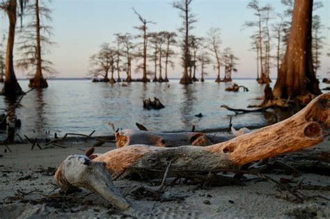 The Albemarle Sound And The Bald Eagles North Carolina Just A Little Tour